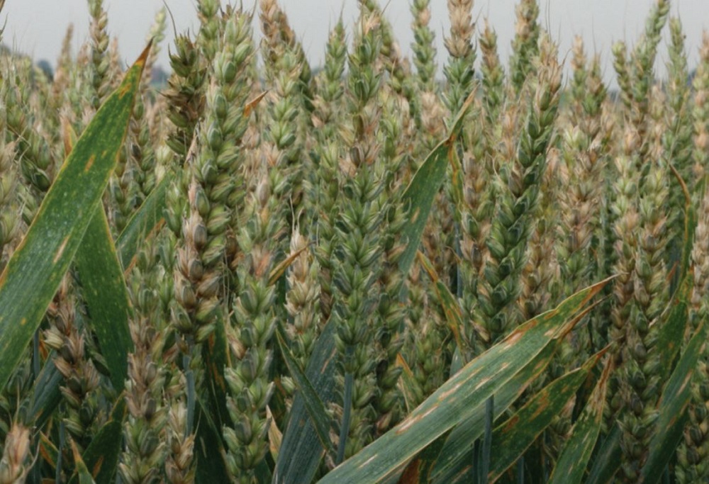 Fusarium head blight symptoms in wheat